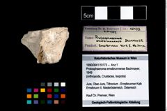 Foto (Objekt + Etikett) von Protosphaeroma ernstbrunnense (Bachmayer, 1949)  (NHMW-GEO-1990-0041-10173)